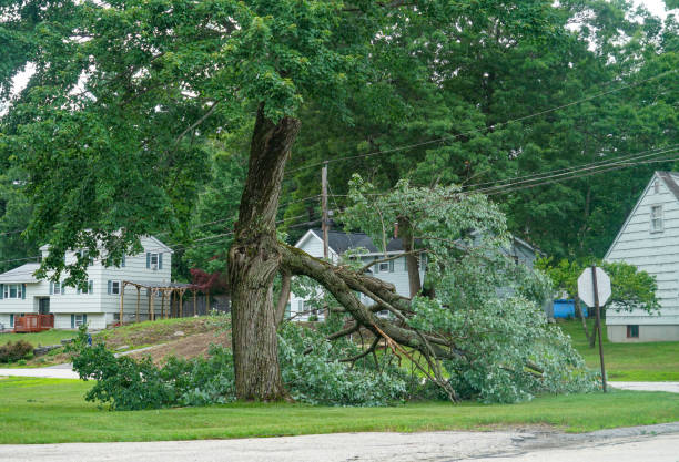 Professional Tree Services in Clyde, NC